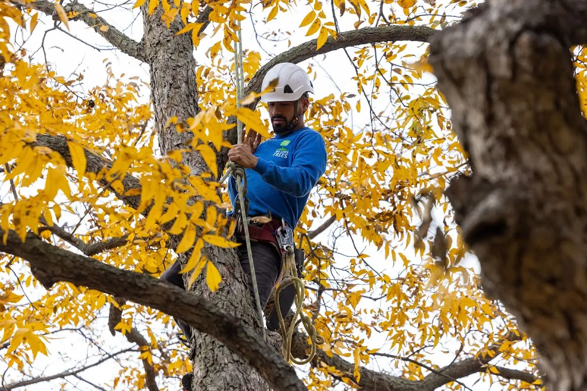 Skilled Storm Damage Cleanup crew working in Dexter